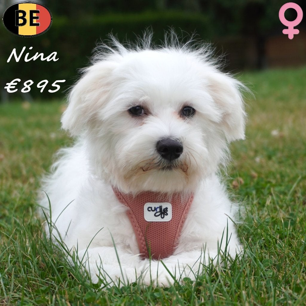 Nina, Nox & Nelly - Maltezer pups te koop, Dieren en Toebehoren, Honden | Chihuahua's en Gezelschapshonden, België, Maltezer, 15 weken tot 1 jaar