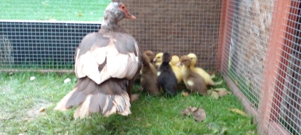 Barberie met 10 kuikens, Dieren en Toebehoren, Meerdere dieren, Eend