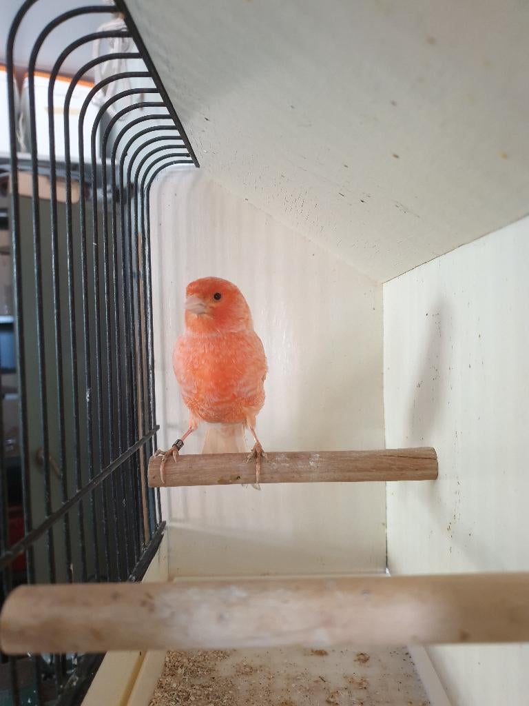 Kanarie, Dieren en Toebehoren, Vogels | Kanaries, Mannelijk, Kleurkanarie