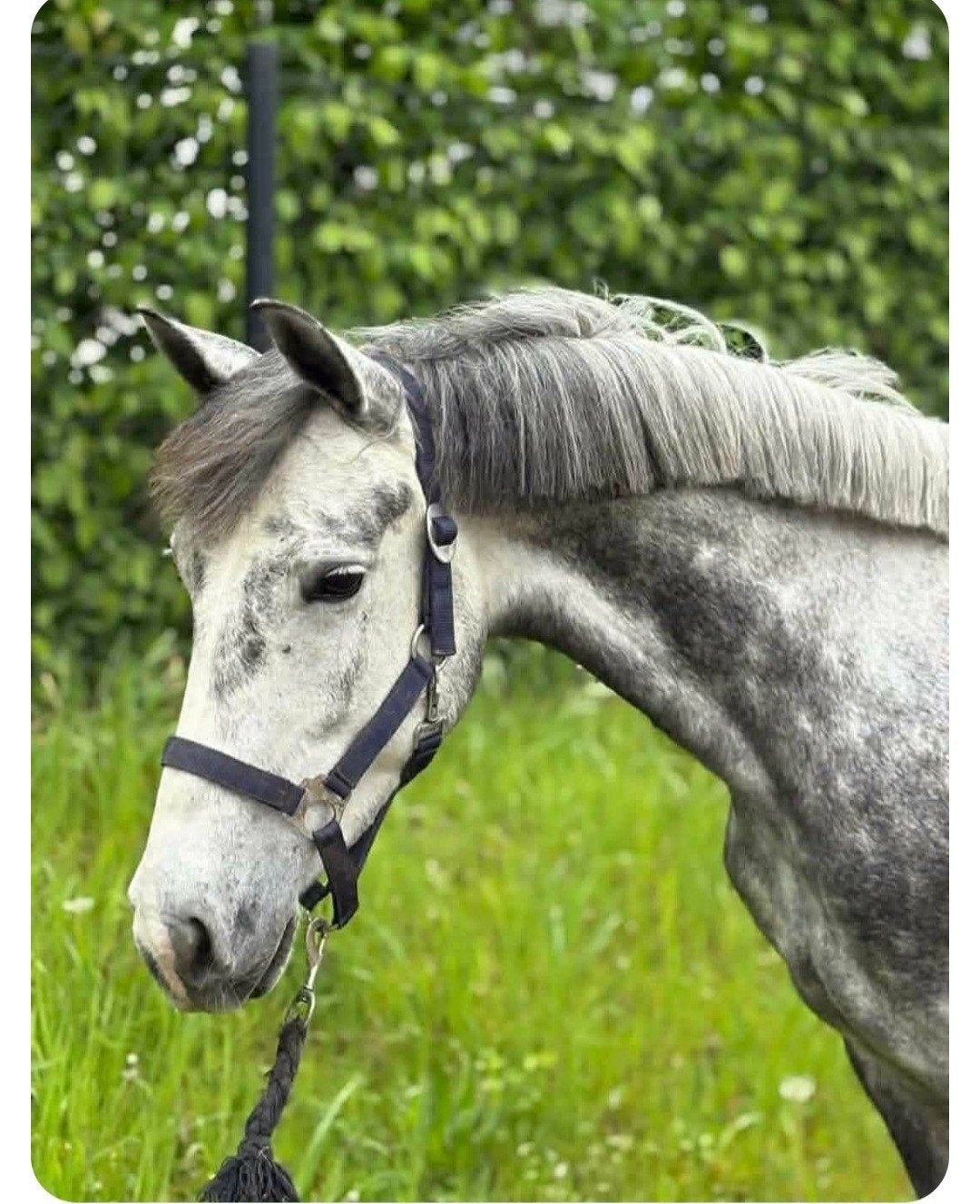 5jarige D pony ook voor beginners, Dieren en Toebehoren, Merrie, B, 3 tot 6 jaar, Ontwormd