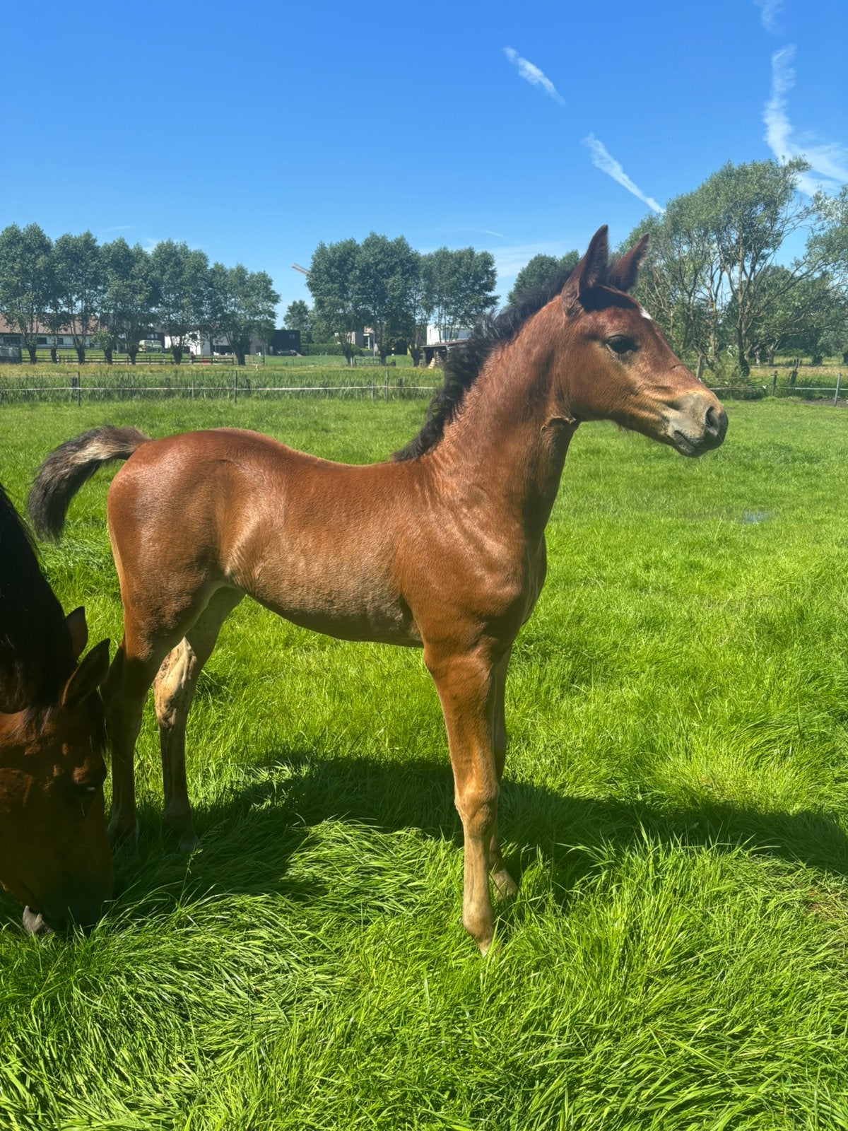 Merrie veulen te koop, Dieren en Toebehoren, Vrouwelijk, 0 tot 2 jaar