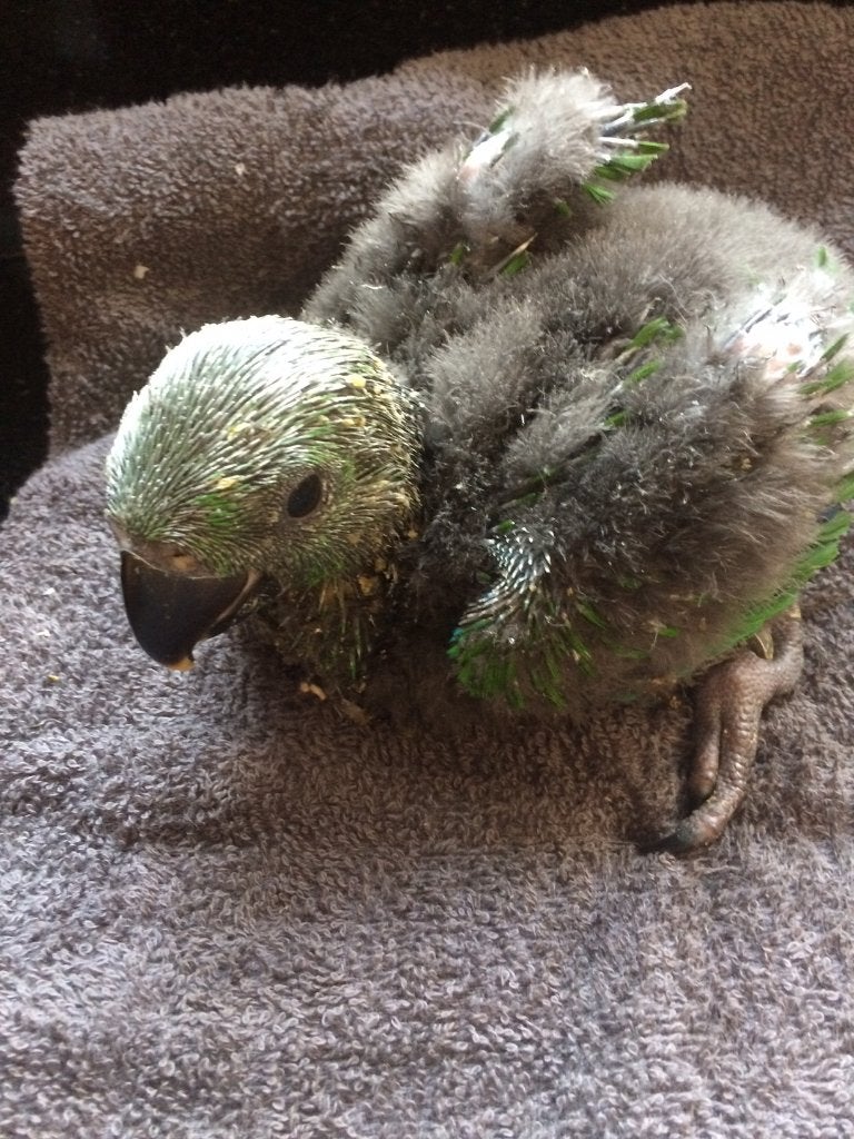 ❤️❤️️️ Bébé éclectus mâle (vert), Mâle, Perroquet, Parleur