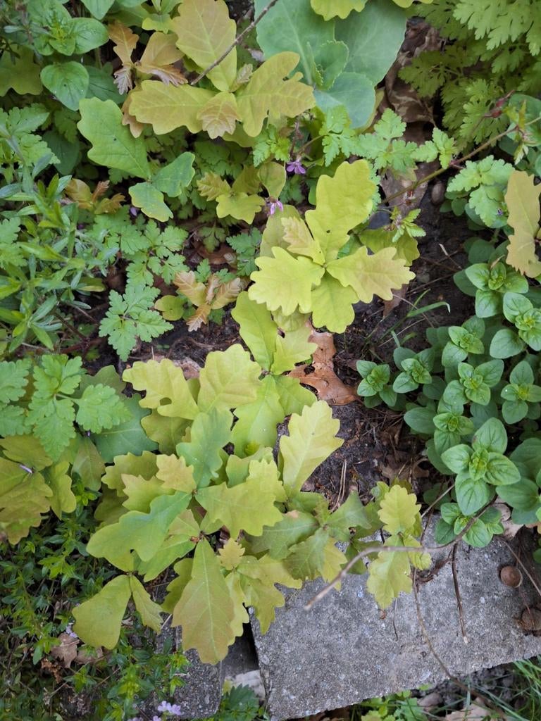Jonge zomereik gratis, Tuin en Terras, Ophalen