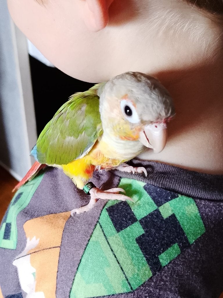 2 pyrrhura's, Animaux & Accessoires, Oiseaux | Perruches & Perroquets, Domestique