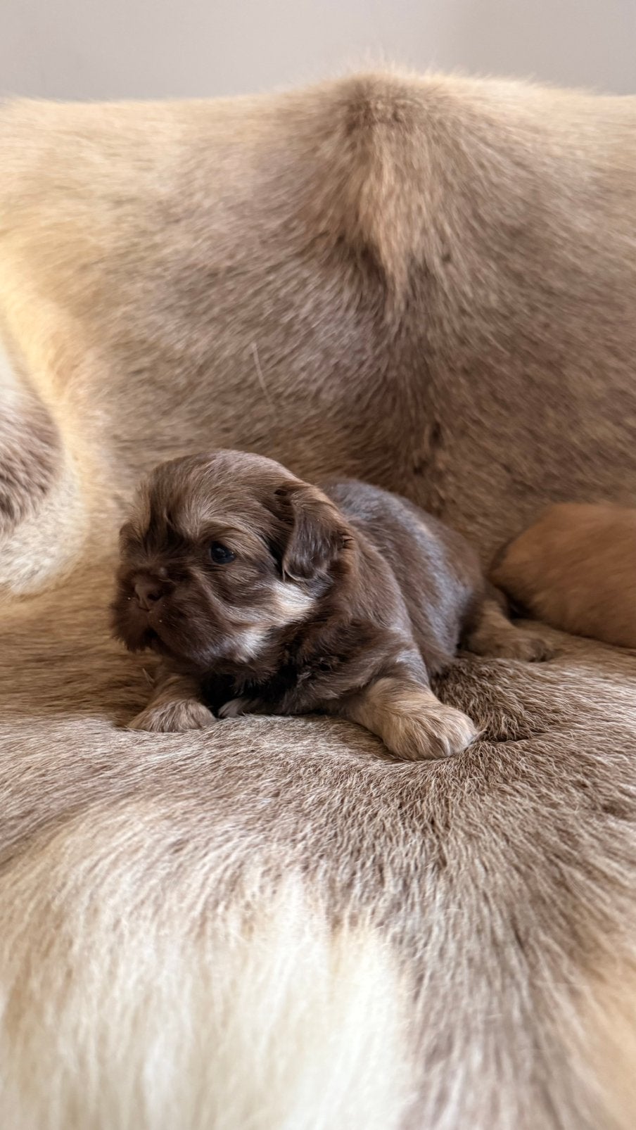 Shih Tzu pupjes lilak, Dieren en Toebehoren, België, CDV (hondenziekte), 8 tot 15 weken, Meerdere