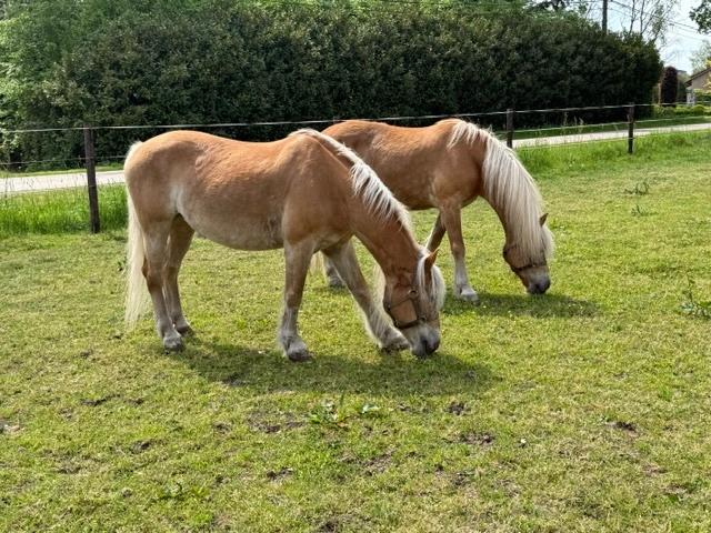 2 Haflinger merries + koets & menmateriaal, Dieren en Toebehoren, Merrie, Minder dan 160 cm, Met stamboom, 11 jaar of ouder
