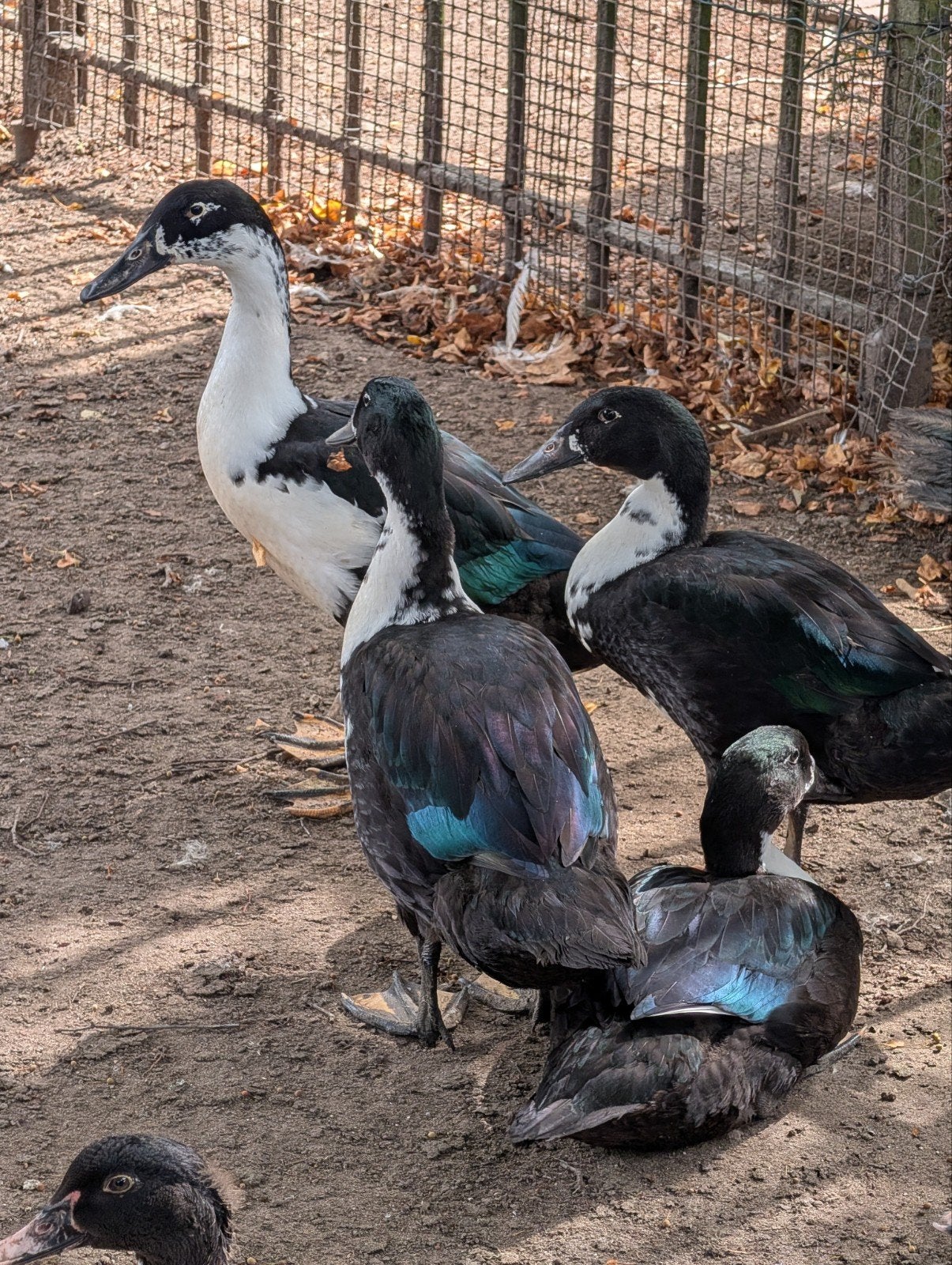 barbarie eenden enkele maanden oud te koop, Dieren en Toebehoren, Pluimvee, Geslacht onbekend, Eend