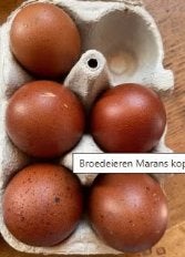 Broedeieren Marans kopernek zwart Henne en kopernek blauw h, Plusieurs animaux, Poule ou poulet