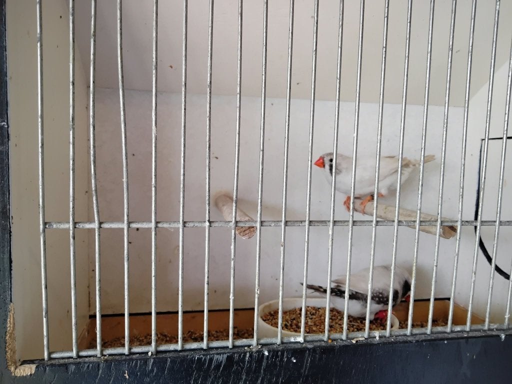 Zebravinken, Meerdere dieren, Tropenvogel, Geringd