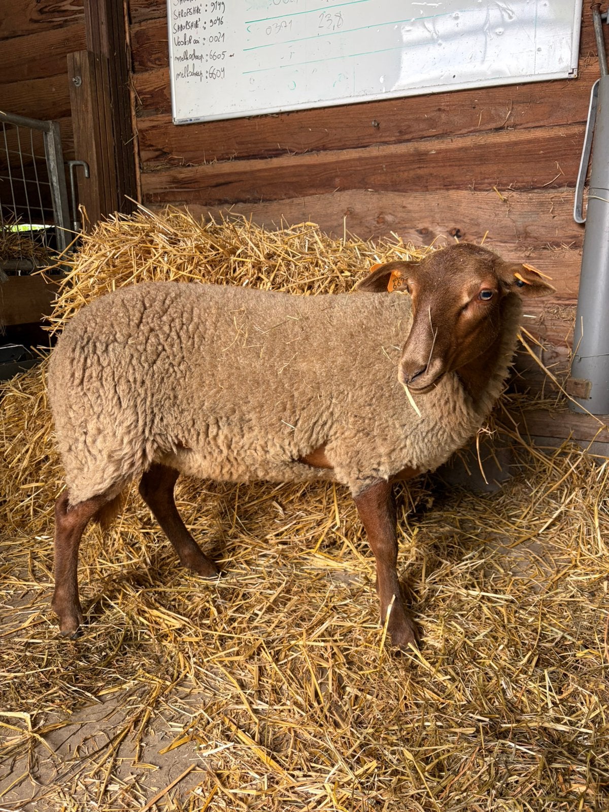 Voskop ooi lam van februari 2026, Vrouwelijk, Schaap, 0 tot 2 jaar