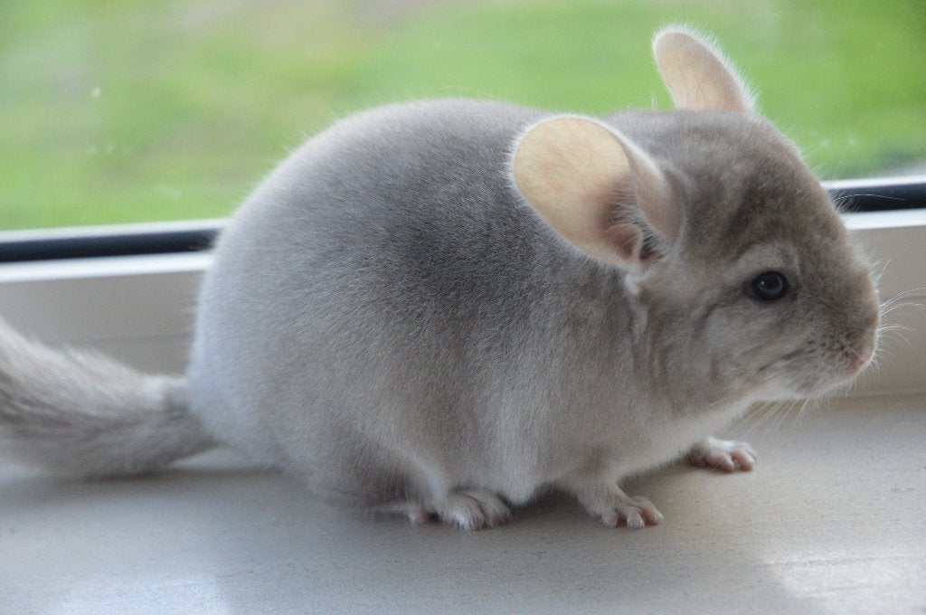 chinchilla jong  beige bokje direct beschikbaar, Dieren en Toebehoren, Chinchilla, Mannelijk, Juli, Tam