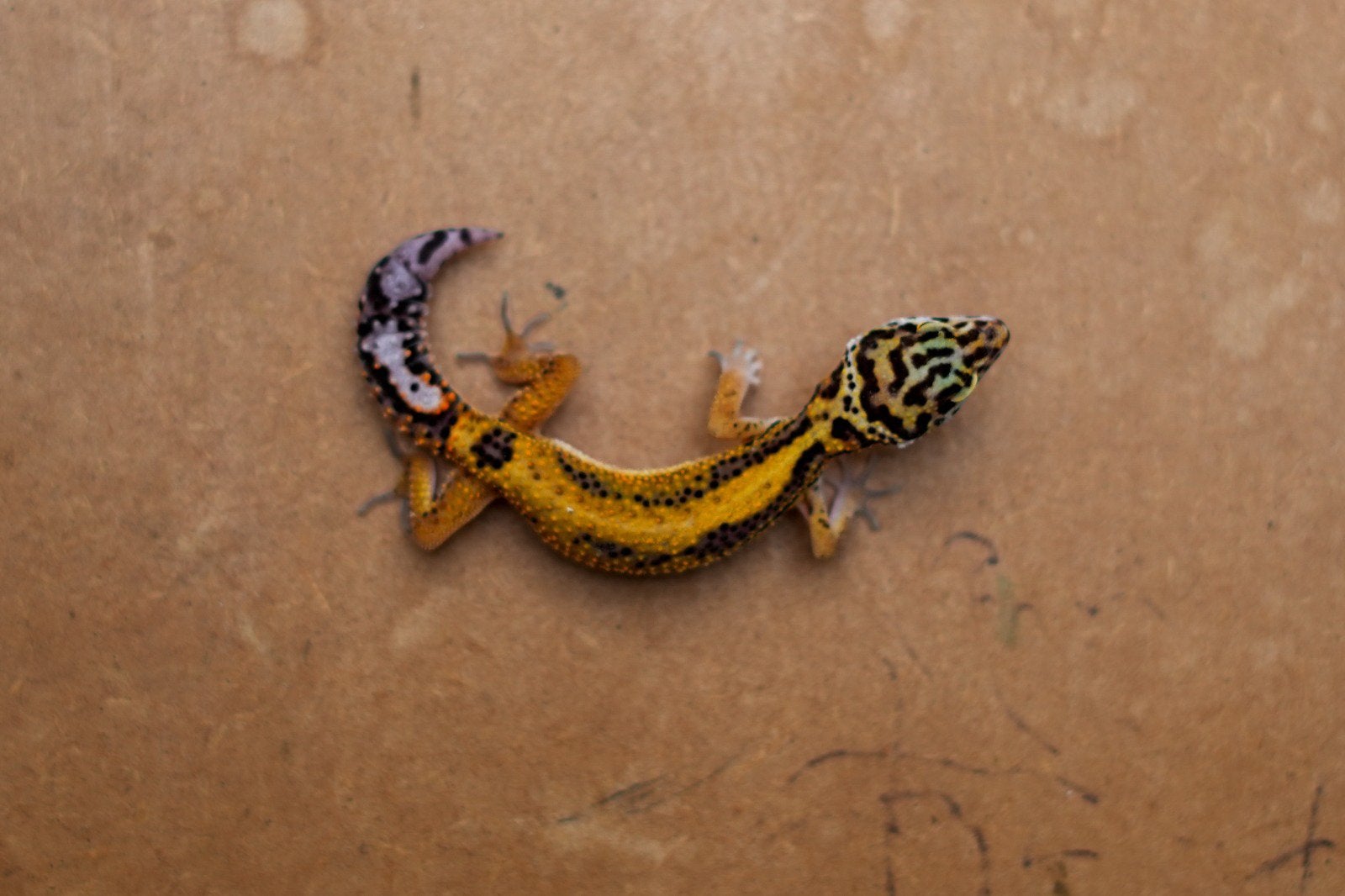 Jonge luipaardgekko, Dieren en Toebehoren, Reptielen en Amfibieën