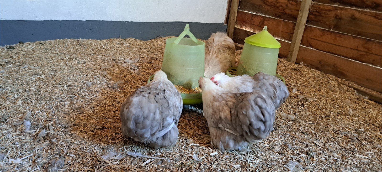 Broedeieren cochin kriel bobtail en zilver zwart gezoomd, Dieren en Toebehoren