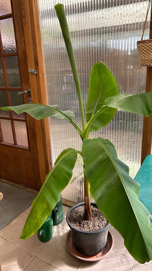 Bananenplant Musa +- 1,65 m, Ophalen, Fruitplant, Halfschaduw, Bloeiende kamerplant