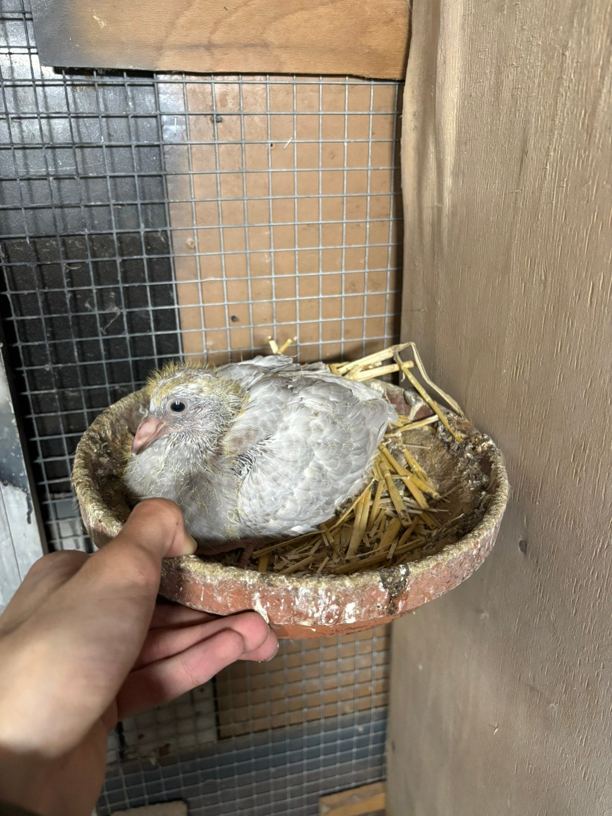 Jonge kleur/reisduiven te reserveren