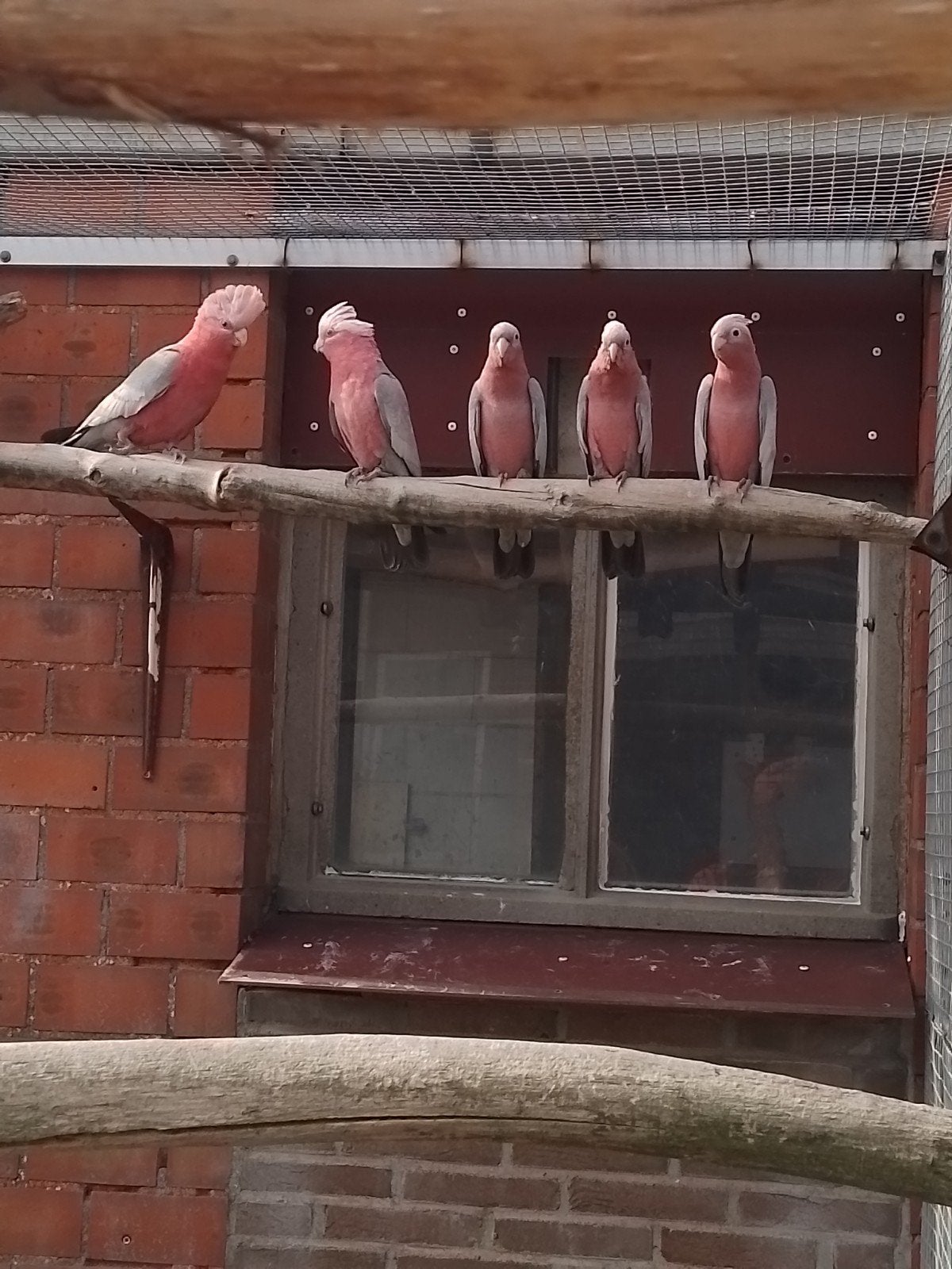 koppel Rosekaketoes met 3 jongen, Dieren en Toebehoren, Vogels | Overige Vogels, Meerdere dieren
