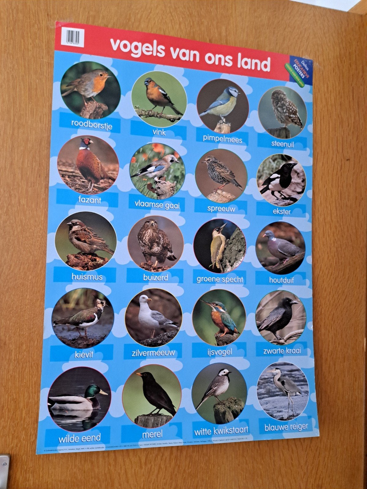 Educatieve stevige poster van vogels van ons land, Ophalen of Verzenden