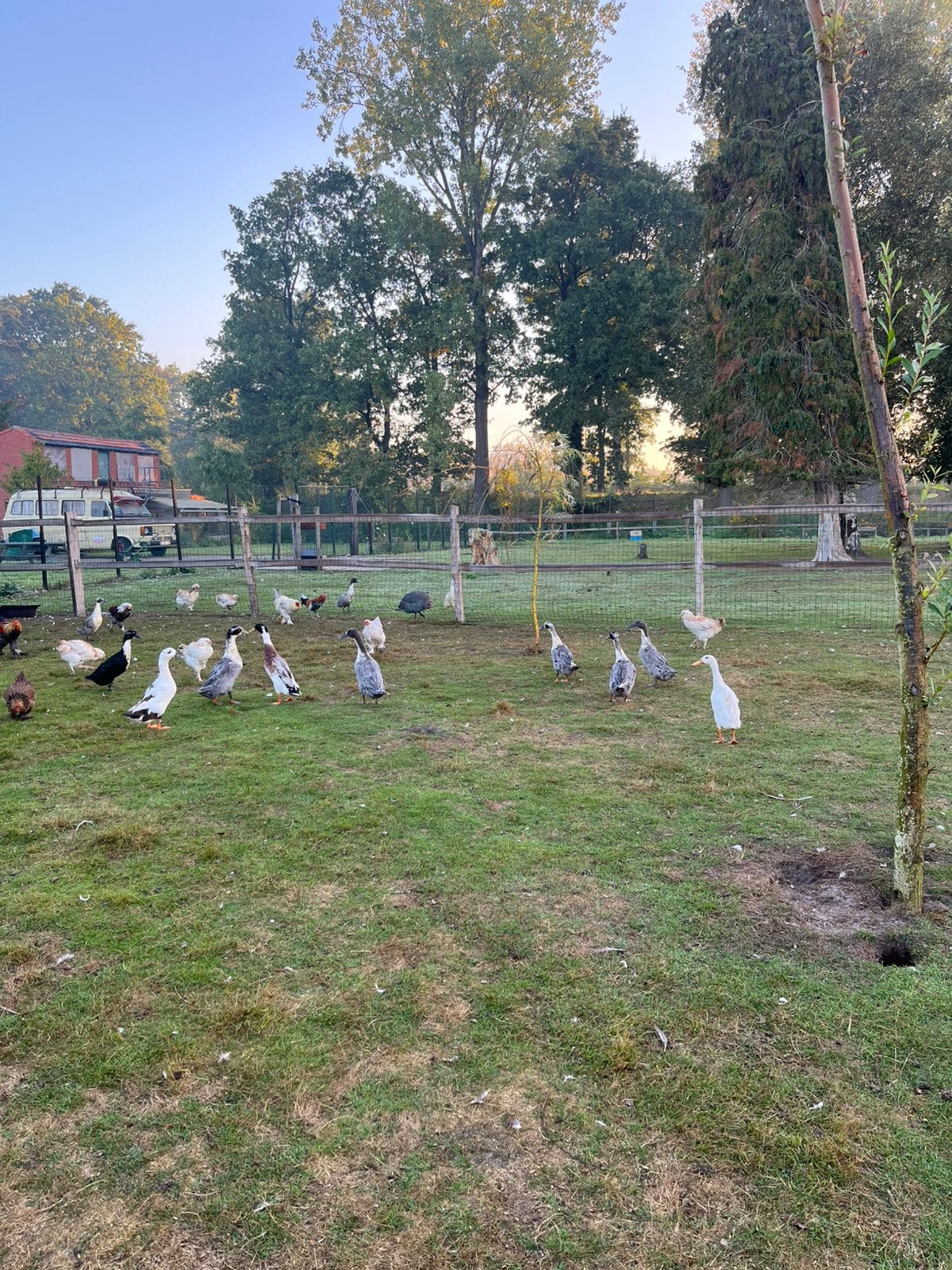 Loopeenden, Dieren en Toebehoren, Eend