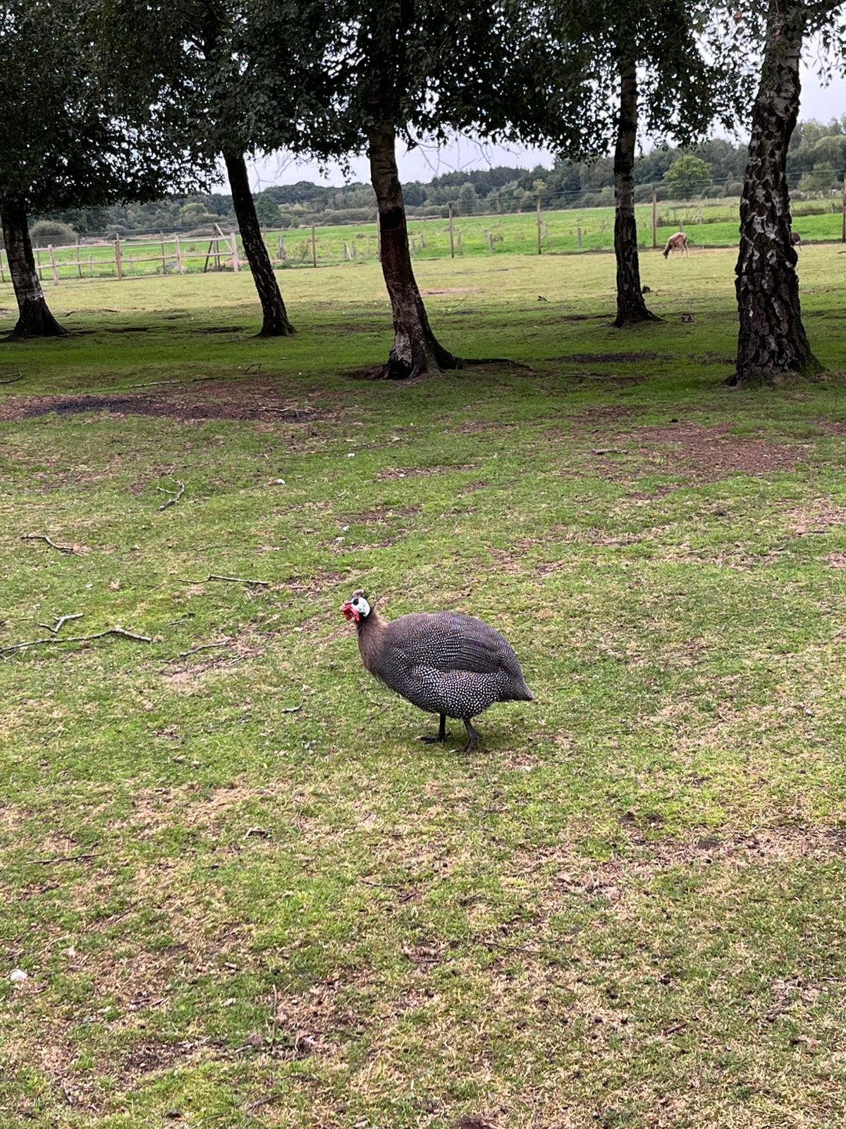 Mannelijke parelhoen, Dieren en Toebehoren