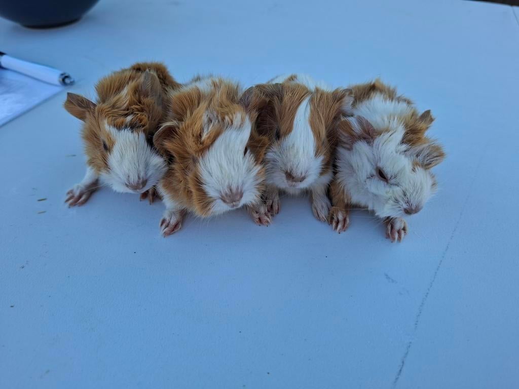 Jonge cavia's, Dieren en Toebehoren, April, Cavia