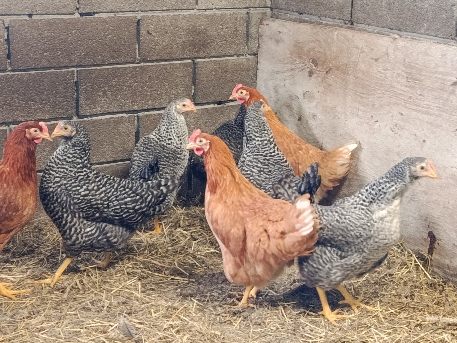 2 jonge Isa brown hennen, Kip