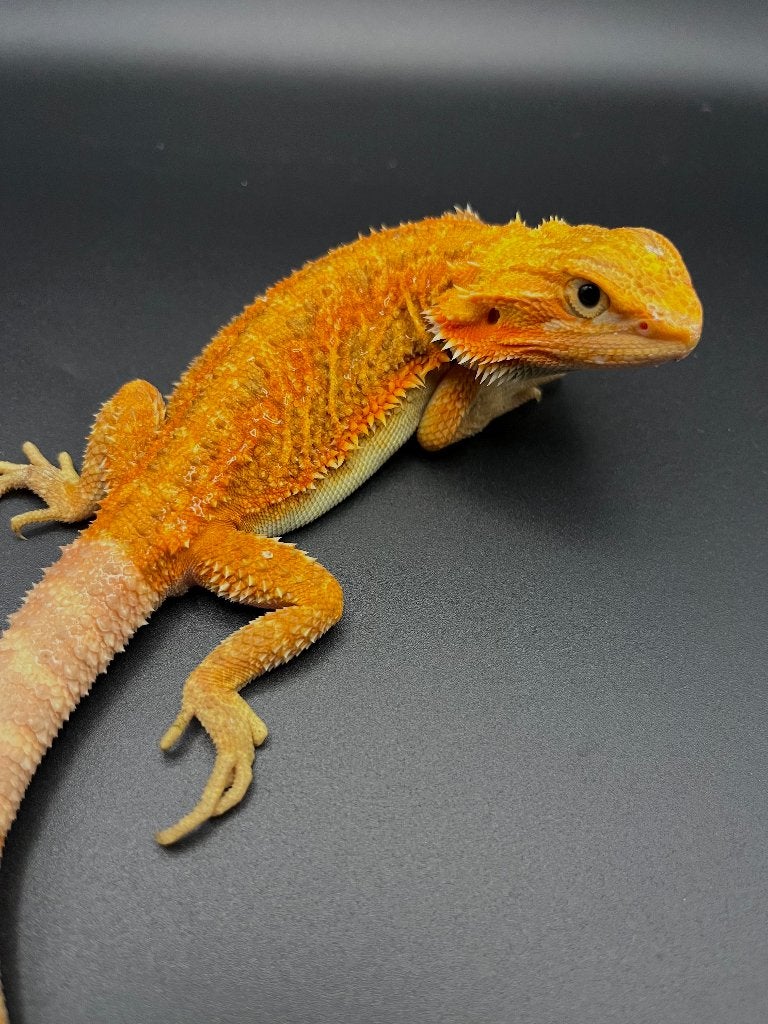 Pogona vitticeps mâle hypo.trans coral sunshine, Hagedis, Tam, 0 tot 2 jaar