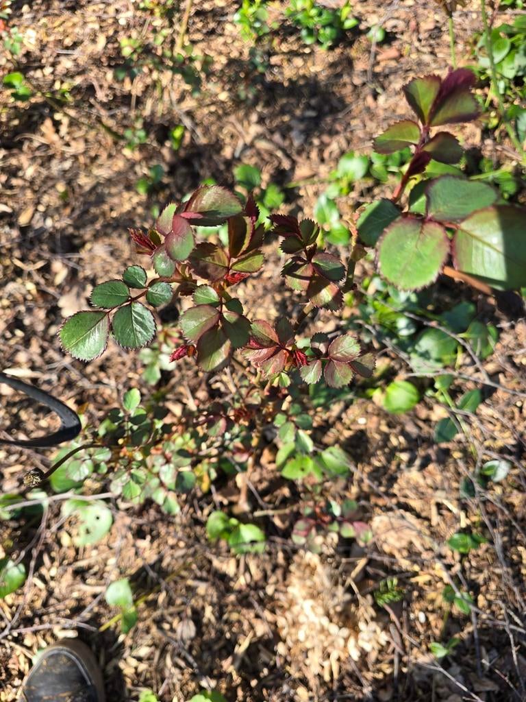 Rose rouge, Ophalen