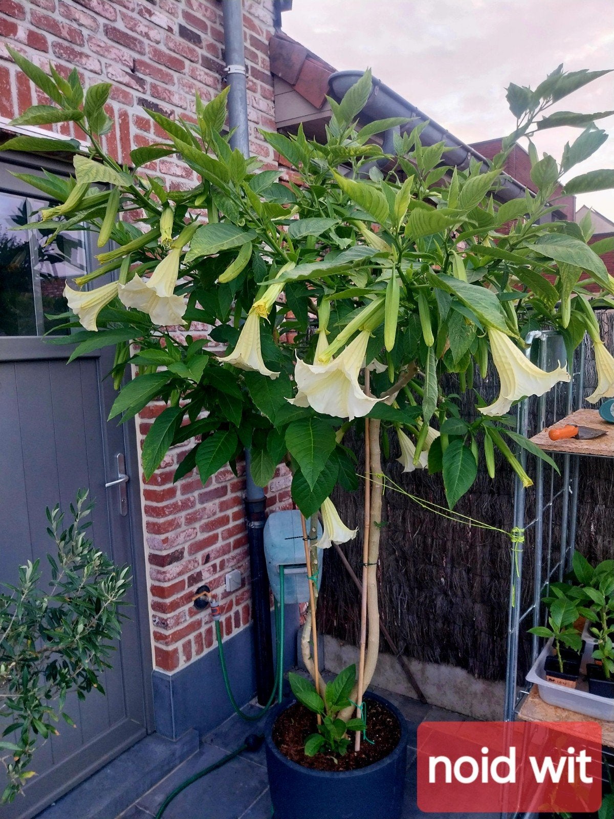 Brugmansia plantjes, Tuin en Terras, Ophalen