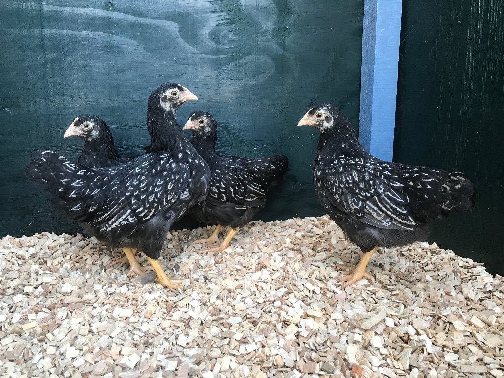Barnevelder kriel zilver dubbelgezoomd gesekst & ingeënt