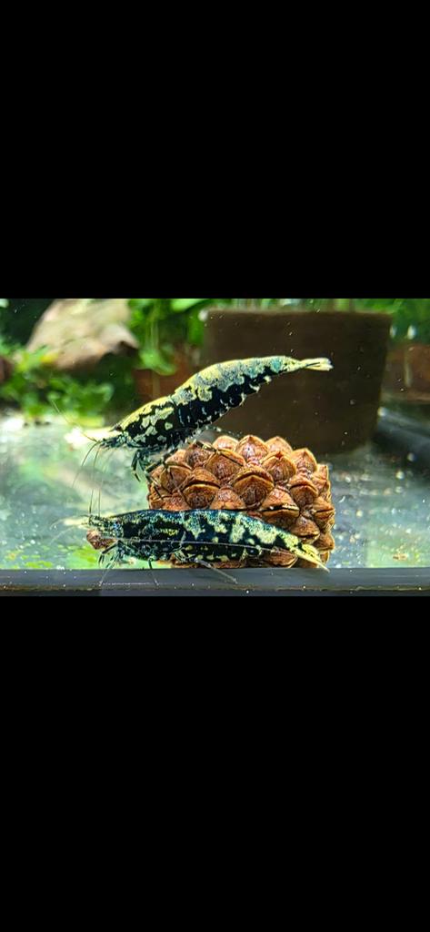 Blue Boa Galaxy garnalen, blauw zwart. Caridina