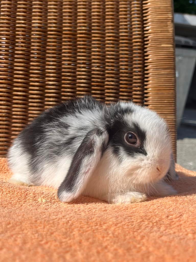 3 nhd konijntjes te koop 7 weken, Dieren en Toebehoren, Mannelijk, Dwerg, Hangoor, 0 tot 2 jaar