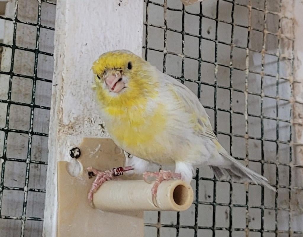 Canaris Opale Mosaique 2026, Plusieurs animaux, Canari de couleur