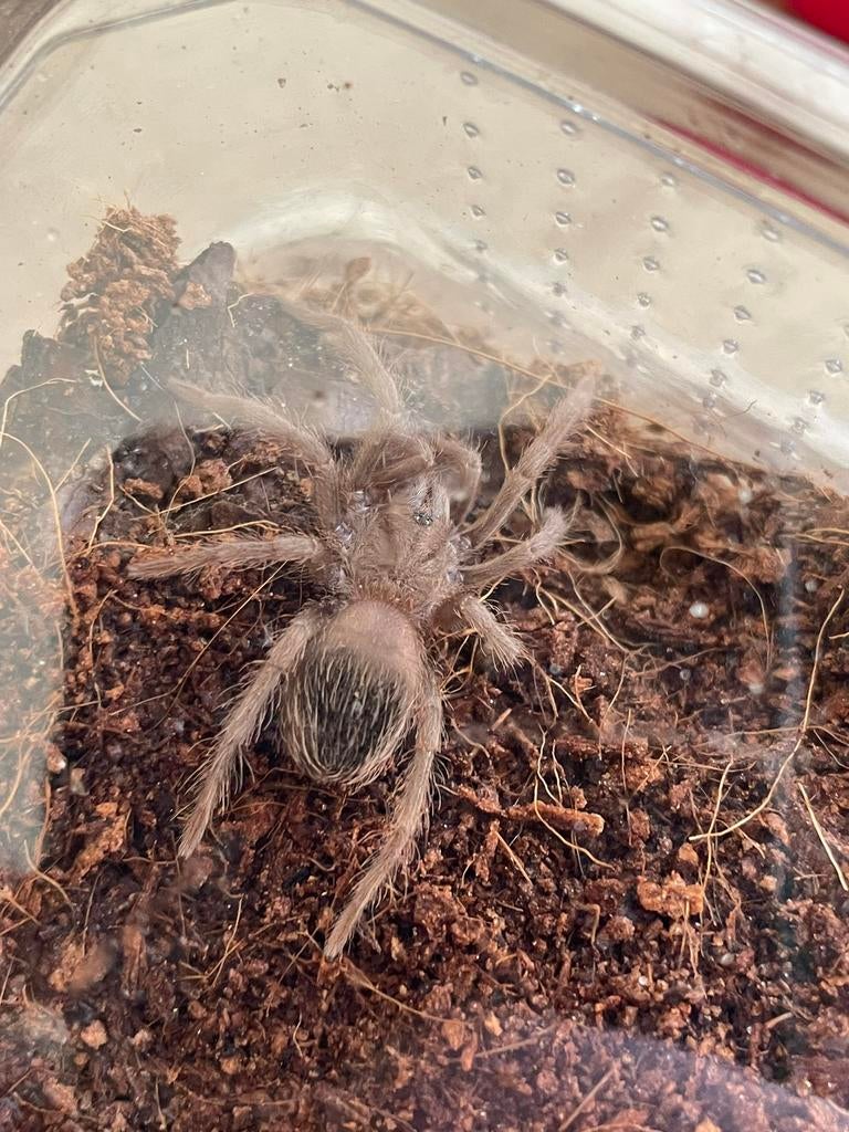 Lasiodora Parahybana salmon pink bird eater sling tarantula, Dieren en Toebehoren, Insecten en Spinnen, Spin of Schorpioen