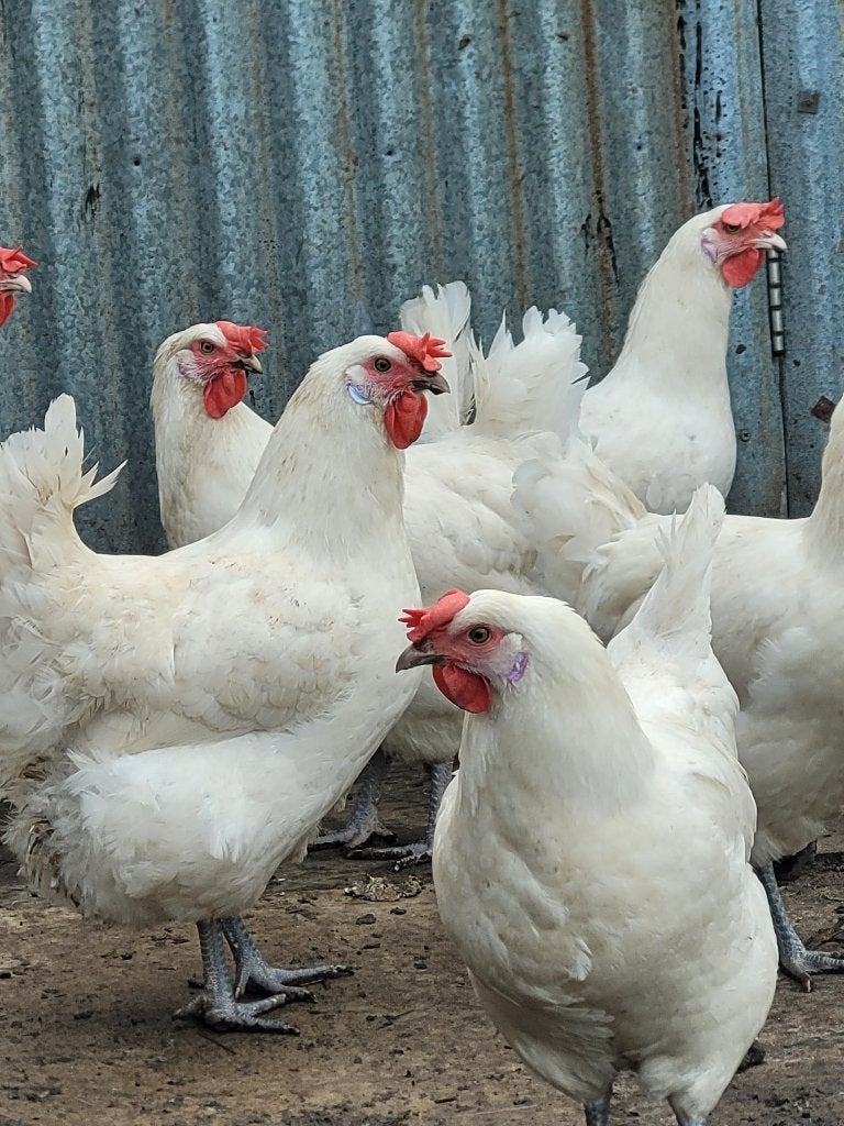 Foktomen Poule de Bresse, Dieren en Toebehoren, Pluimvee