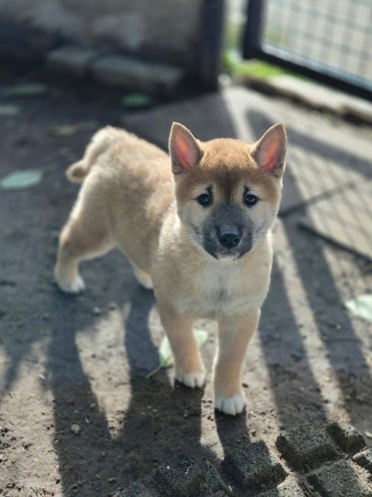 shiba inu pupjes zoeken baasje!!, België, Overige rassen, CDV (hondenziekte), 8 tot 15 weken