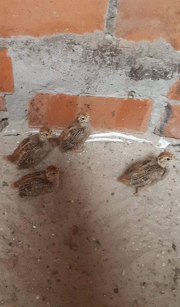 europese patrijzen, Geslacht onbekend, Overige soorten