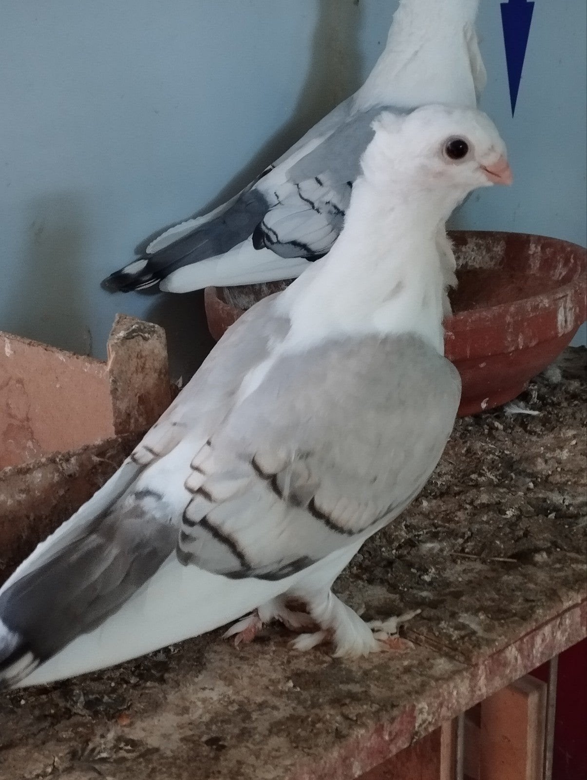 2 oosterse meeuwen, Dieren en Toebehoren, Vogels | Duiven
