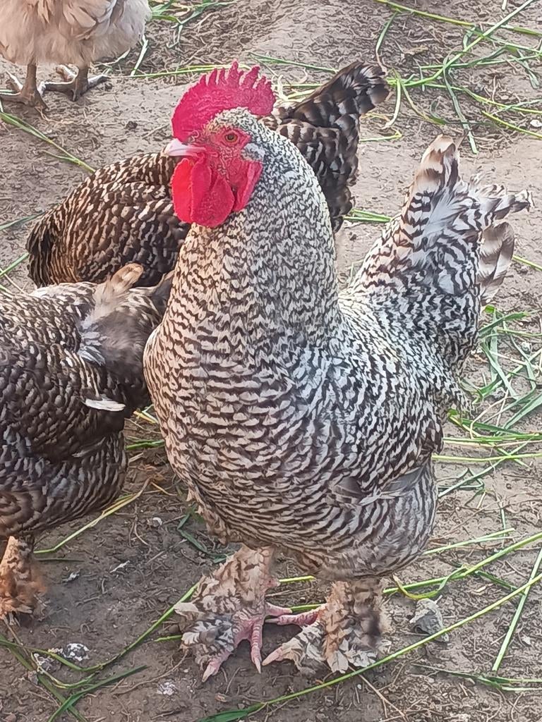 Jonge mechelse koekoek dekhaan 10 maand, Dieren en Toebehoren