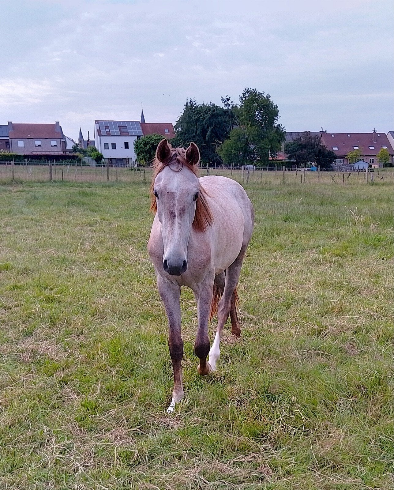 D pony merrie, Jument, M