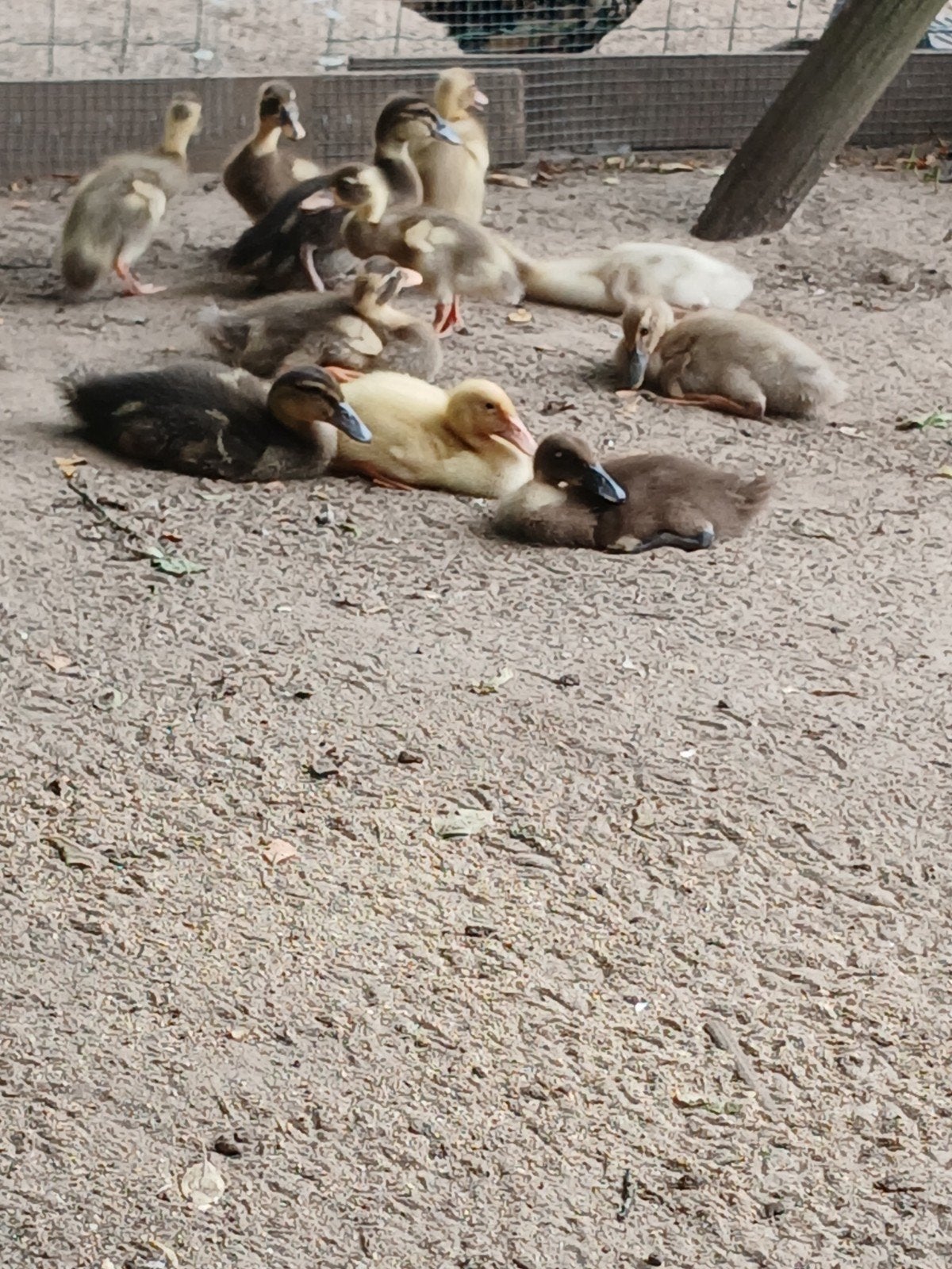 loopeenden kuikens, Dieren en Toebehoren, Eend
