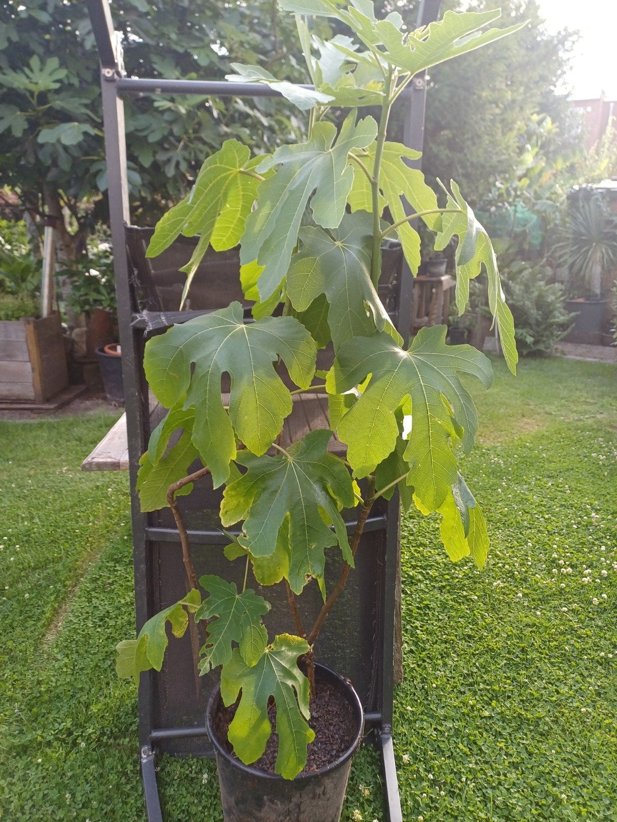 Vijgenplant, Ophalen