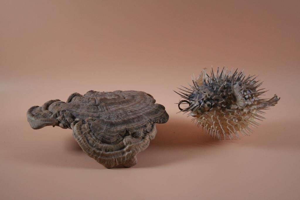 Opgezette taxidermie Kogelvis Egelvis, Ophalen