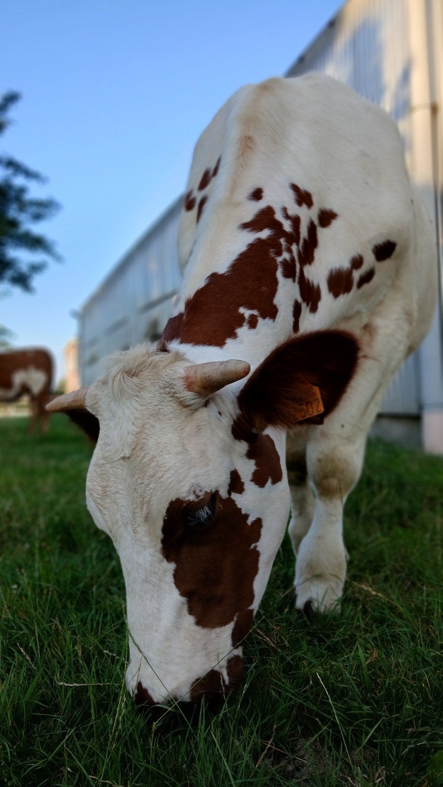 jonge Oost-Vlaams witrode os, Dieren en Toebehoren, Runderen, Mannelijk, 0 tot 2 jaar