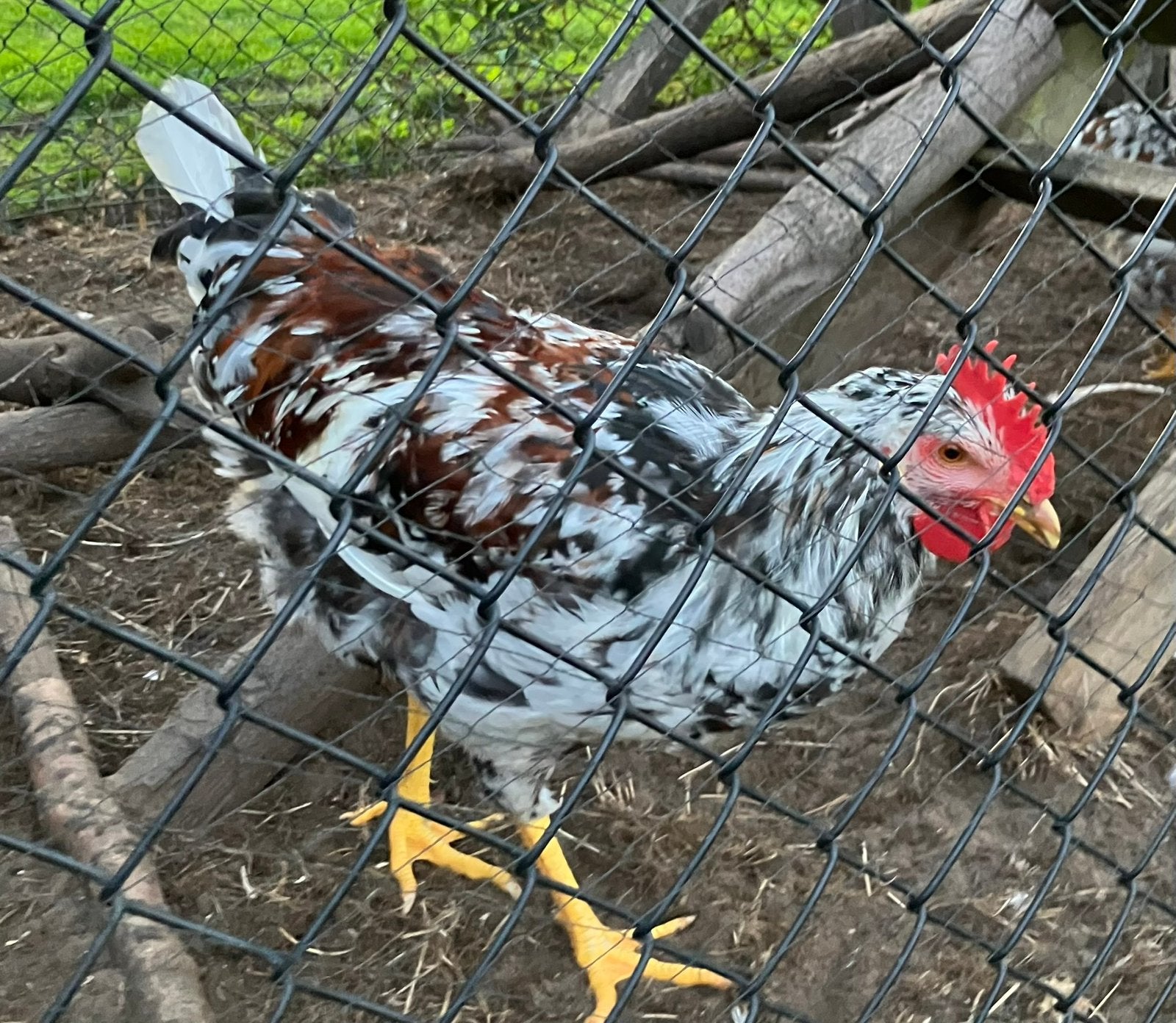 Mooie Zweedse Bloemenkip haan van midden mei, Dieren en Toebehoren, Mannelijk, Kip