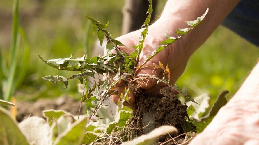 Gezocht tuin man voor Tuinonderhoud ,onkruid verwijderen, Ophalen