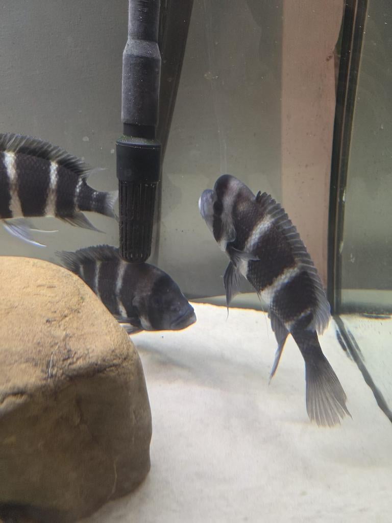 Frontozas, Dieren en Toebehoren, Vissen | Aquariumvissen