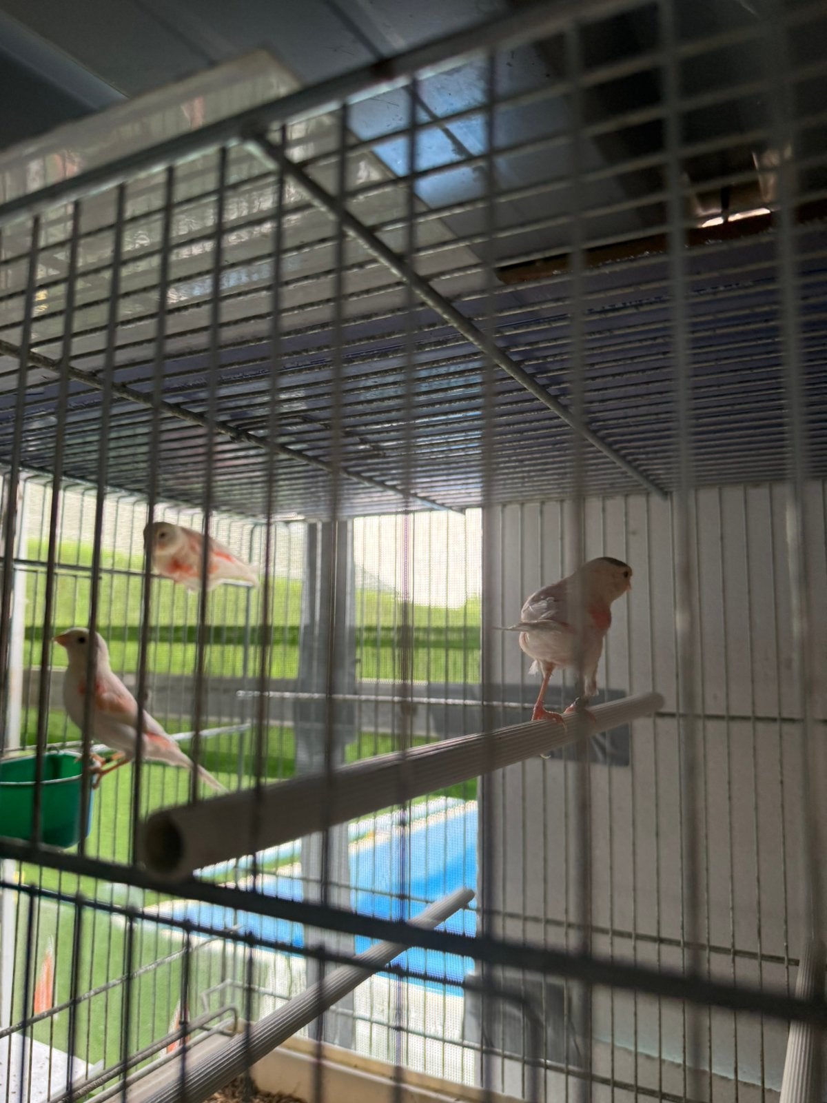 Canaris, Vrouwelijk, Kleurkanarie