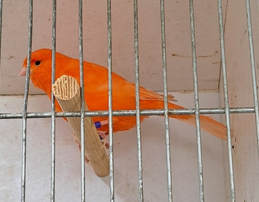Kanarie, Dieren en Toebehoren