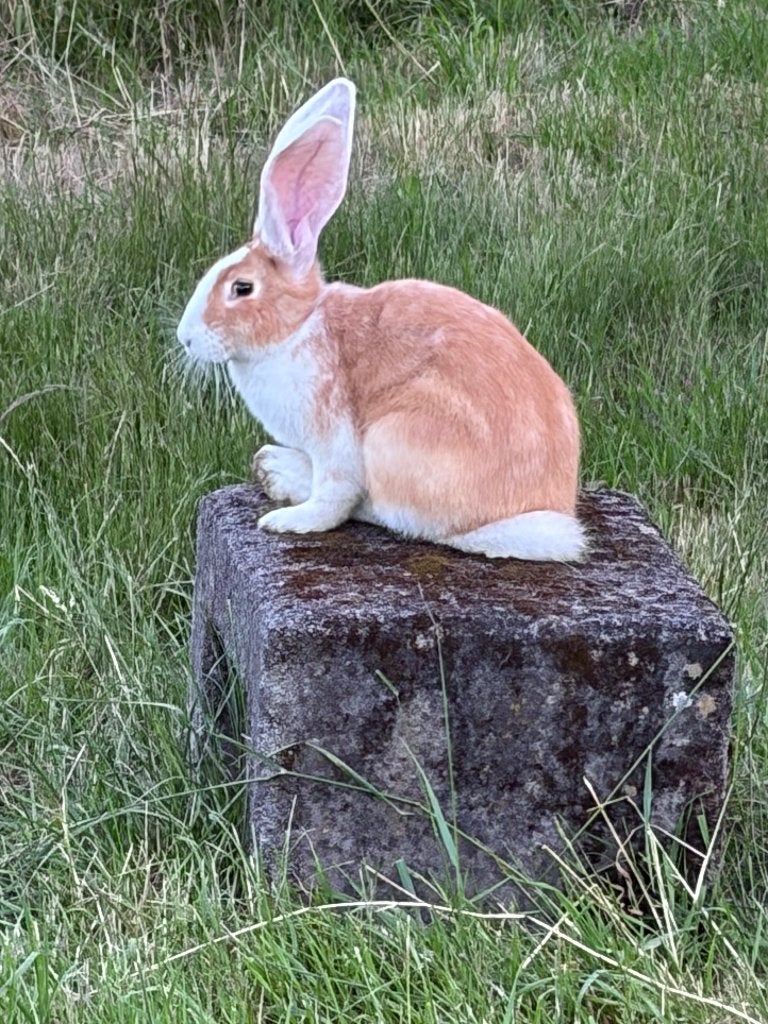vlaamse reus, Dieren en Toebehoren, Meerdere dieren, Groot, 0 tot 2 jaar