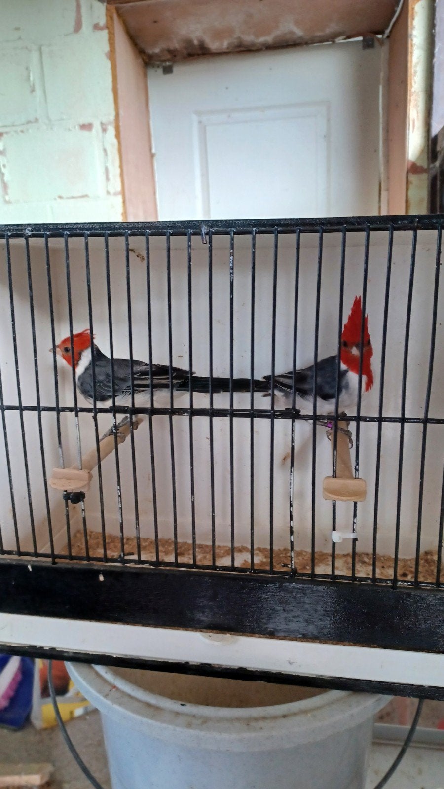 roodkuif kardinalen te koop, Dieren en Toebehoren